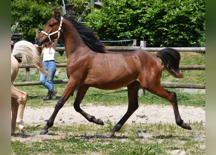 Koń czystej krwi arabskiej, Ogier, 1 Rok, 155 cm, Gniada
