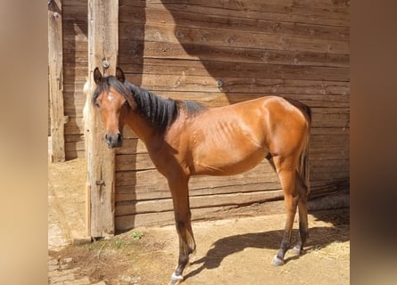 Koń czystej krwi arabskiej, Ogier, 1 Rok, 156 cm, Gniada