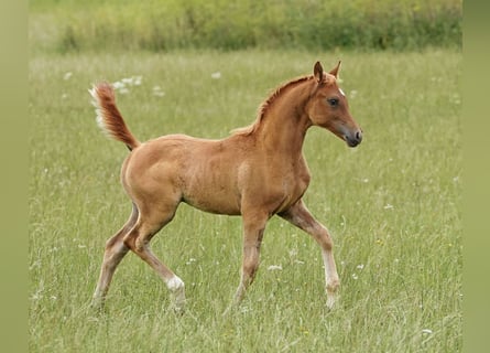 Koń czystej krwi arabskiej, Ogier, 1 Rok, 156 cm, Kasztanowata