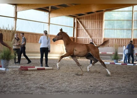 Koń czystej krwi arabskiej, Ogier, 1 Rok