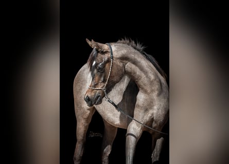 Koń czystej krwi arabskiej, Ogier, 1 Rok, Siwa