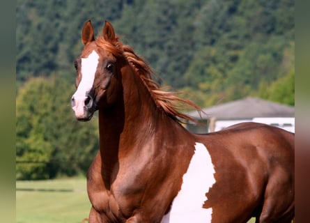 Koń czystej krwi arabskiej, Ogier, 22 lat, 155 cm, Kasztanowata