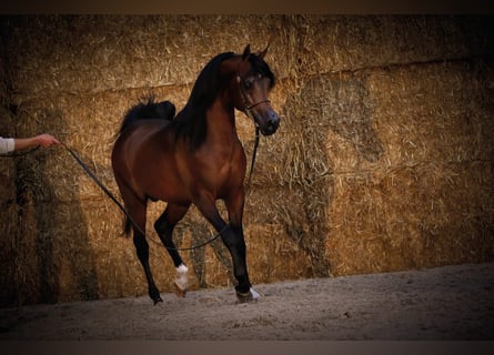 Koń czystej krwi arabskiej, Ogier, 2 lat, 154 cm, Ciemnokasztanowata