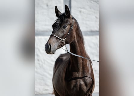 Koń czystej krwi arabskiej, Ogier, 2 lat, Może być siwy