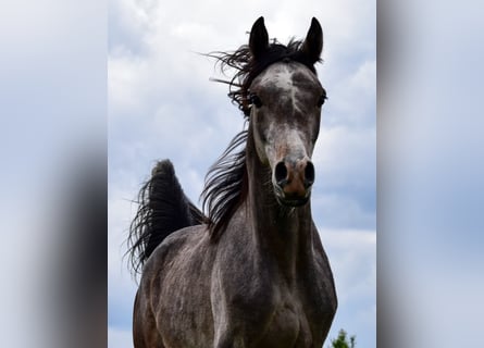 Koń czystej krwi arabskiej, Ogier, 2 lat, Siwa