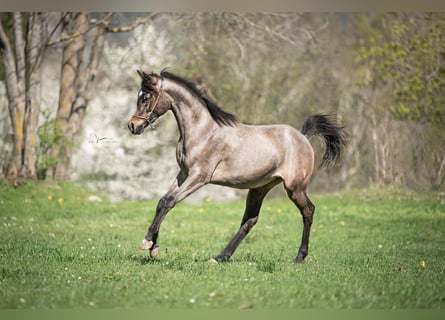 Koń czystej krwi arabskiej, Ogier, 2 lat, Siwa