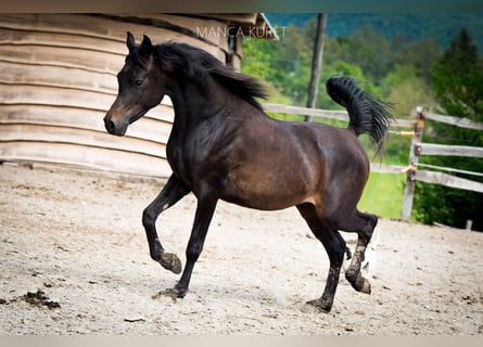 Koń czystej krwi arabskiej, Ogier, 3 lat, 148 cm, Ciemnogniada