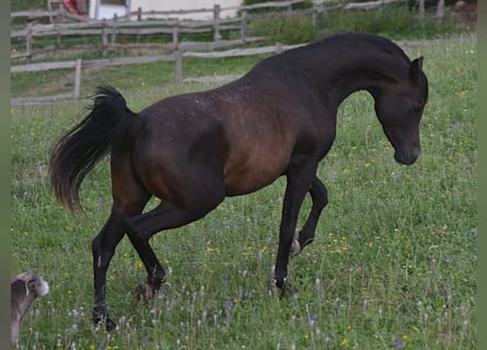 Koń czystej krwi arabskiej, Ogier, 3 lat, 150 cm, Ciemnogniada