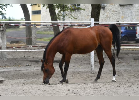Koń czystej krwi arabskiej, Ogier, 3 lat, 154 cm, Gniada