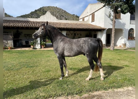 Koń czystej krwi arabskiej, Ogier, 4 lat, 157 cm, Siwa