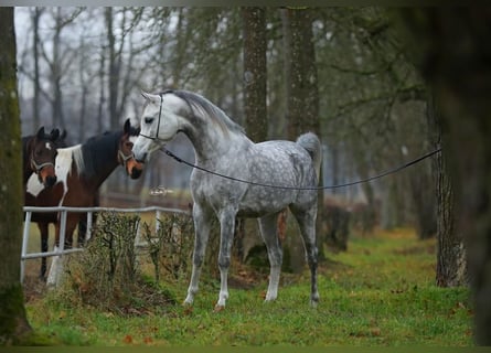 Koń czystej krwi arabskiej, Ogier, 5 lat, 153 cm, Siwa