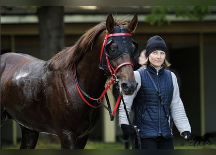 Koń czystej krwi arabskiej, Ogier, 5 lat, 162 cm, Ciemnokasztanowata