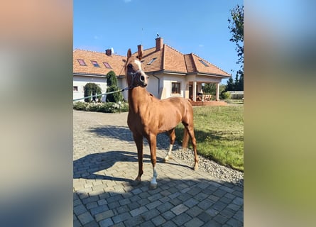 Koń czystej krwi arabskiej, Ogier, 6 lat, Ciemnokasztanowata