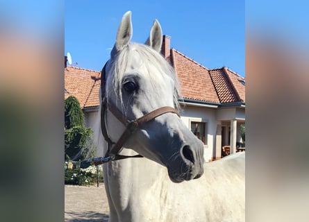 Koń czystej krwi arabskiej, Ogier, 8 lat, Siwa