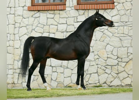 Koń czystej krwi arabskiej, Ogier, 21 lat, 153 cm, Ciemnogniada