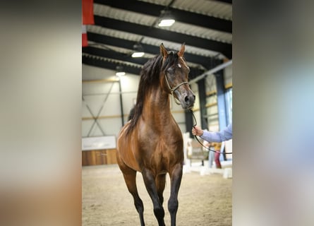 Koń czystej krwi arabskiej, Ogier, 11 lat, 162 cm, Gniada