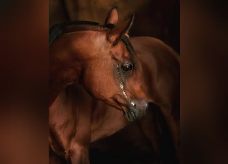 Koń czystej krwi arabskiej, Ogier, 16 lat, 158 cm, Gniada