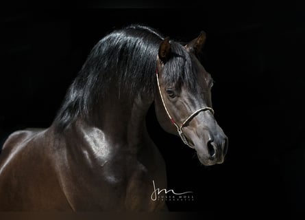 Koń czystej krwi arabskiej, Ogier, 12 lat, 152 cm, Kara