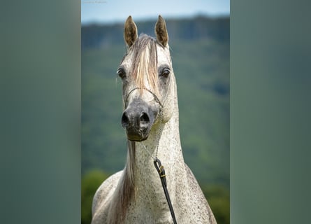 Koń czystej krwi arabskiej, Ogier, 23 lat, 149 cm, Siwa