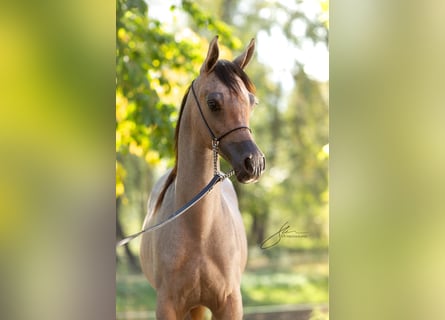 Koń czystej krwi arabskiej, Ogier, Źrebak (01/2024), 140 cm, Siwa