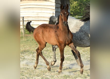 Koń czystej krwi arabskiej, Ogier, , 153 cm, Siwa