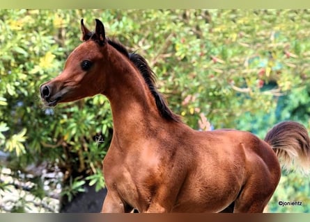 Koń czystej krwi arabskiej, Ogier, Źrebak (05/2023), 158 cm, Gniada