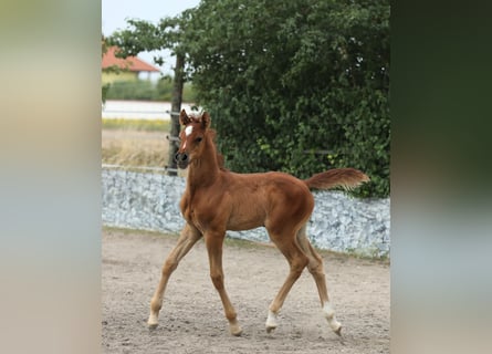 Koń czystej krwi arabskiej, Ogier, Źrebak (07/2026), Siwa
