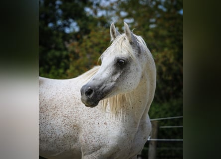 Koń czystej krwi arabskiej, Wałach, 11 lat, 154 cm, Siwa w hreczce