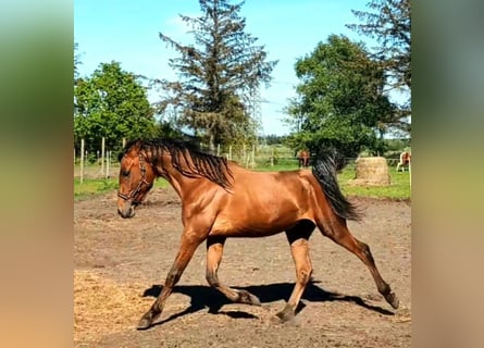 Koń czystej krwi arabskiej Mix, Wałach, 2 lat, 155 cm, Gniada
