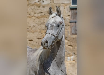 Koń czystej krwi arabskiej, Wałach, 3 lat, 152 cm, Może być siwy
