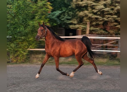 Koń czystej krwi arabskiej, Wałach, 3 lat, 155 cm, Gniada