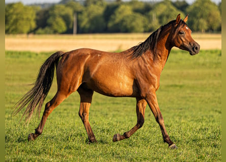 Koń czystej krwi arabskiej, Wałach, 4 lat, 149 cm, Gniada