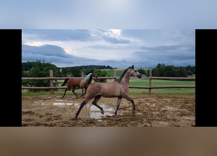 Koń czystej krwi arabskiej, Wałach, 4 lat, 155 cm, Siwa
