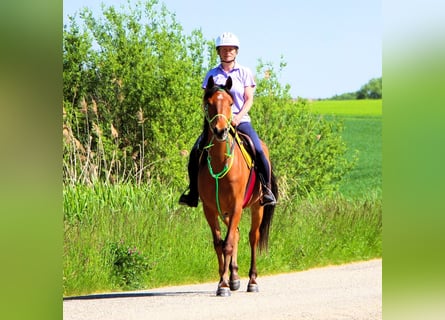 Koń czystej krwi arabskiej, Wałach, 5 lat, 155 cm, Gniada