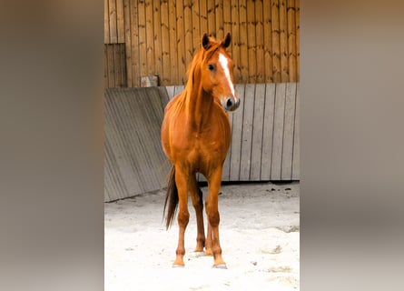 Koń czystej krwi arabskiej, Wałach, 7 lat, 156 cm, Kasztanowata