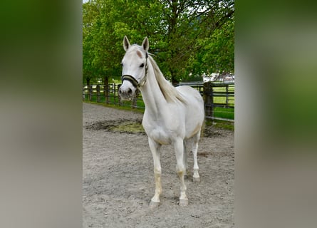 Koń czystej krwi arabskiej, Wałach, 12 lat, 152 cm, Siwa