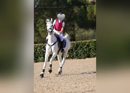 Koń czystej krwi arabskiej, Wałach, 19 lat, 150 cm, Siwa