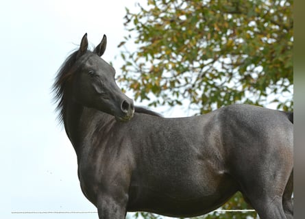 Koń czystej krwi arabskiej, Wałach, 1 Rok, 156 cm, Siwa