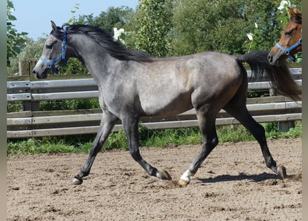 Koń czystej krwi arabskiej, Wałach, 2 lat, 149 cm, Siwa
