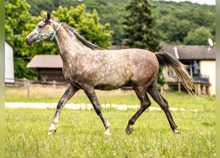 Koń czystej krwi arabskiej, Wałach, 2 lat, 150 cm, Siwa