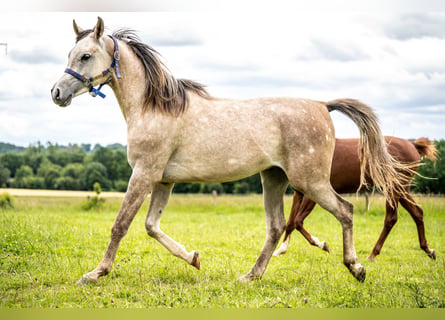 Koń czystej krwi arabskiej, Wałach, 2 lat, 152 cm, Siwa