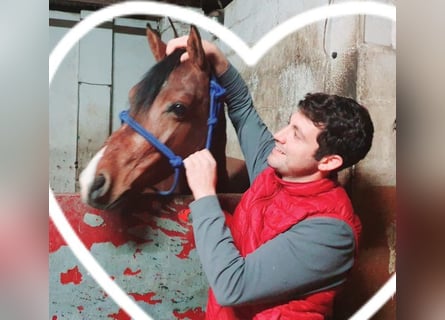 Koń czystej krwi arabskiej, Wałach, 4 lat, 145 cm, Gniada