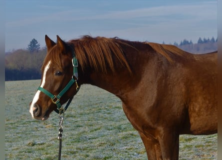 Koń czystej krwi arabskiej, Wałach, 4 lat, 151 cm, Kasztanowata