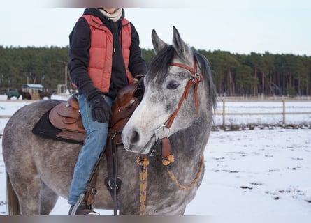 Koń czystej krwi arabskiej, Wałach, 4 lat, 153 cm, Siwa