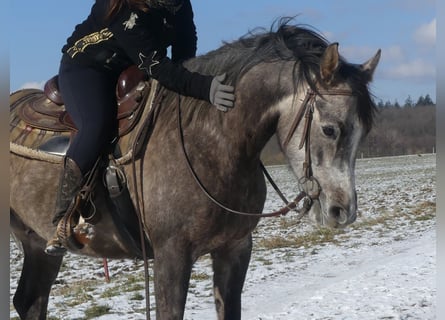 Koń czystej krwi arabskiej, Wałach, 4 lat, 156 cm, Siwa