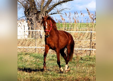 Koń czystej krwi arabskiej, Wałach, 4 lat, 158 cm, Kasztanowata