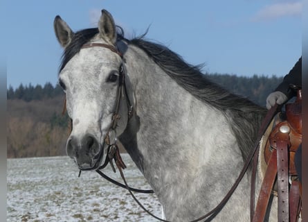 Koń czystej krwi arabskiej, Wałach, 4 lat, 158 cm, Siwa