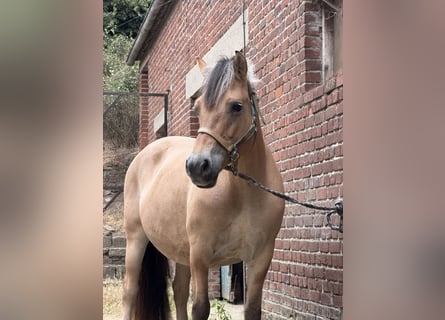 Koń fiordzki, Klacz, 15 lat, 152 cm, Bułana