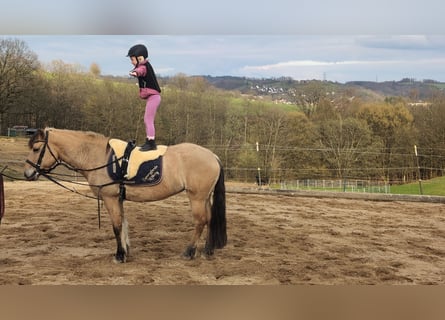 Koń fiordzki, Klacz, 16 lat, 146 cm, Bułana