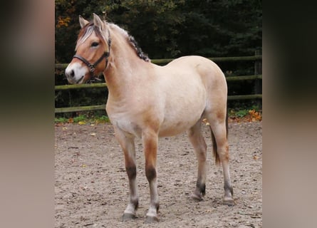 Koń fiordzki, Klacz, 2 lat, 139 cm